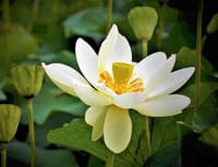 【藤沢市】鵠沼はす池「舞妃蓮」３千輪咲き誇る～7月まで