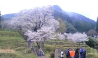 ◆千年桜～高城岳～一本桜へトレッキング　<初級>