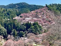 世界遺産の吉野の千本桜