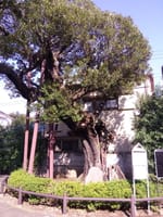 東京の巨樹探訪　１５