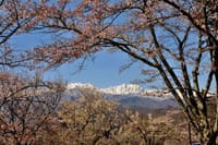 大町公園、中綱湖、青木湖の桜  2021-4-21