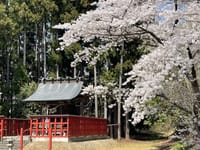 桜が散り始めた「多賀神社」を参詣させて頂く。
