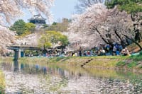 800本のソメイヨシノと風光明媚な夜桜が自慢今年の桜ボチボチ愛知岡崎