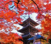 【京都】しょうざんリゾート京都と紅葉🍁散策