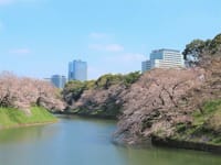 写真３枚は、千鳥ヶ淵の桜、江戸川公園の桜、椿山荘のスモーク
