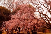 六義園の枝垂れ桜は満開を迎えている、素晴らしい！！！