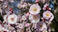 和泉リサイクル環境公園の梅の花（２０２３年２月２８日）LUMIX DC S5