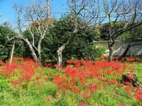 写真３枚は、鎌倉　英勝寺の彼岸花、昭和記念公園のキバナコスモス　レモンブライト、新作八幡宮から撮った日の出