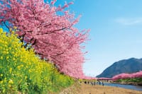 中止。本州で一番早い桜🌸河津桜🌸見物。菜の花とのフォトジェニックな競演