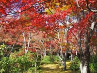 京都 嵐山「大河内山荘」の紅葉②
