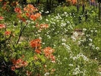 庭に咲く花ーマーガレット（フランスギク？）