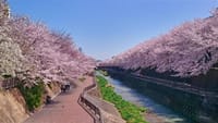 石神井公園の桜見物（昨年中止の再提案）
