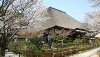 玉島円通寺公園の桜が綺麗です。