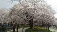 北海道*上士幌移住生活 390「花園中央公園の桜」
