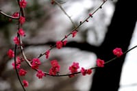 写真３枚は、一重の紅梅、ミモザ（アカシア）、大木と河津桜