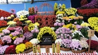第３７回 日本菊花全国大会『特作花壇の部』（２０２０年１１月１９日）