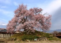 最後塚の桜他・・・桜情報