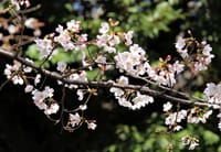 昨日の桜３枚・・靖国神社の桜、千鳥ヶ淵の桜、国立劇場の桜