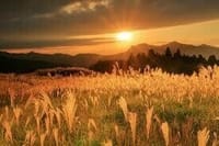 🌇🚙曽爾高原☀️夕陽に輝くススキ群を見に行きましょ🚗🌇