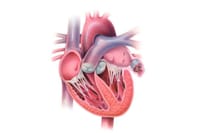 食と健康ブログ：２５　心臓に耳があるってご存知？