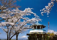 ☆弘法山公園でお花見ハイキング