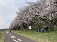 府中多摩川土手の風の道桜並木