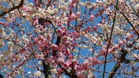 大仙公園の梅の花（２０２３年３月６日）LUMIX DC S5