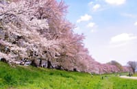 桜の 名所の台風⚡🌀☔の被害❗