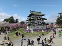 青森県弘前城の桜