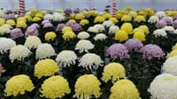 第３７回 日本菊花全国大会『三本立単鉢の部』（２０２０年１１月６日）