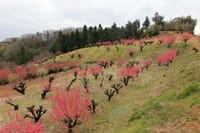 元石川、花桃の丘