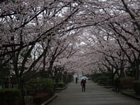 雨の日の桜風景