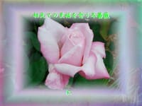 『　相見ての至福を念う冬薔薇　』筑紫風５７５交心ｚｓｍ２００３