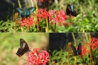 今年出会った🦋蝶たち ⑱ 彼岸花と蝶たち ②