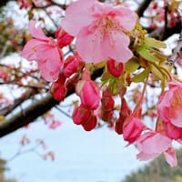 河津桜の花見と温泉に入って来ました。