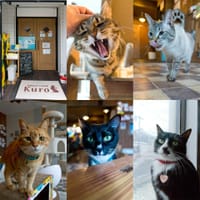 皆生温泉にある猫カフェ「Kuro (クロ)」😸 (鳥取県米子市)