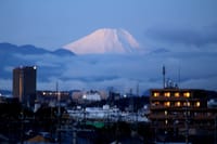 写真２枚は、今朝の富士山と先日撮った檜町公園の紅葉