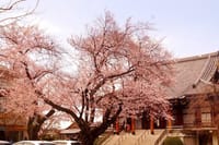 護国寺と播磨屋周辺の桜