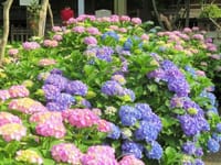 白山神社の紫陽花、本郷通りの紫陽花と東大の赤煉瓦塀、東大前の喫茶ルオー