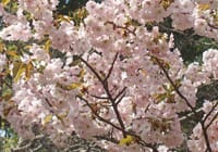 桜品種見本園②(京都府立植物園)