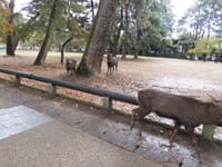 奈良の鹿(鹿のストレス解消)