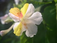 オシロイバナ　今朝のお気に入りの一輪開花