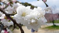 大仙公園の花桃（２０１９年４月２日）