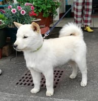 【北海道犬】