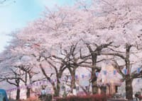 急遽、雨の為中止！！【至近イベント】”桜の散り際”が美しい中を、歩こう～🌸”