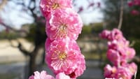 大仙公園の梅の花（２０２３年３月１１日）LUMIX DMC FZ1000