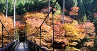 秋の紅葉散策～京都高雄