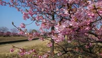 河津桜が綺麗でした。