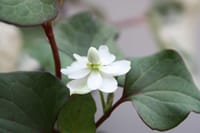 ❀❀白くて清楚な野の花❀❀