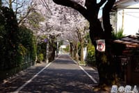 東京京王線仙川沿いの桜並木と成城桜街と砧公園桜散策